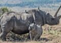 Tourism and Wildlife Ministry Launches Rhino Ear-Notching And Transmitter Fitting Exercise To Strengthen Conservation Efforts