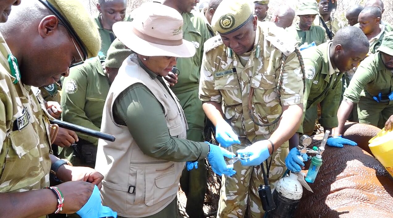 black rhino conservation Kenya