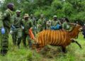 Mountain Bongo relocation to Kenya