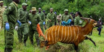 Mountain Bongo relocation to Kenya