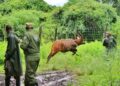 Kenya Wildlife Service shares an update on the successful repatriation of 17 mountain bongos, now thriving in their newly established sanctuary in Mount Kenya, marking a major milestone in conservation efforts.