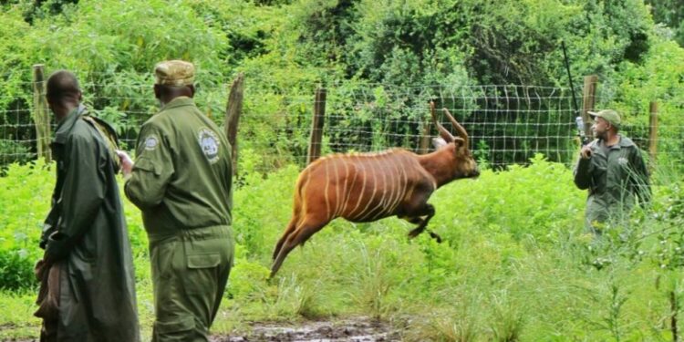 Kenya Wildlife Service shares an update on the successful repatriation of 17 mountain bongos, now thriving in their newly established sanctuary in Mount Kenya, marking a major milestone in conservation efforts.
