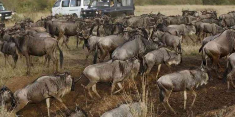 Tourism CS Rebecca Miano announces new measures at Maasai Mara, including ranger deployments, clearer signage, and public education following a viral tourist incident.